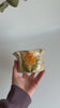 California Poppy Floral Illustration Cup